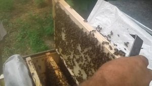 Всем большое Спасибо, немного о мёде и др.