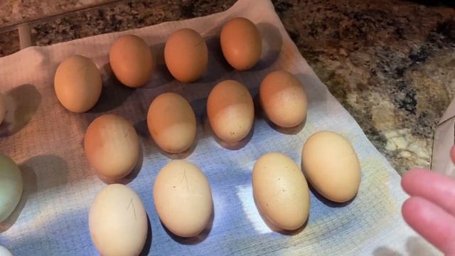 Дезинфекция инкубационных яиц и закладка в инкубатор!