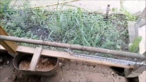 Какую ТРАВУ нельзя давать курицам ?
