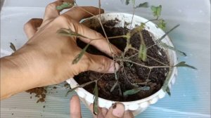 MAKAHIYA PLANT | SHY PLANT "Mimosa Pudica" Propagation || Daming Benefits