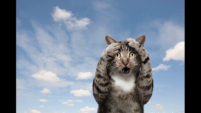 Собака роет нору суслика... смотреть онлайн