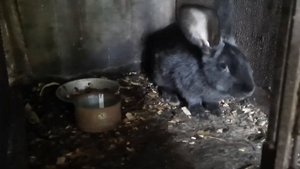 Можно ли кроликам ветки вишни? ??