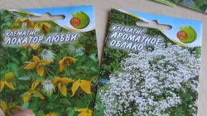 Клематисы из семян