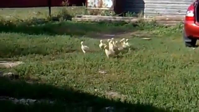 послушные гуси смотреть онлайн