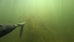 вся красота веселовского водохранилища. подводная охота на сазана.