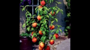 Как вырастить фрукты дома!