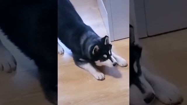 Это моя добыча! смотреть онлайн