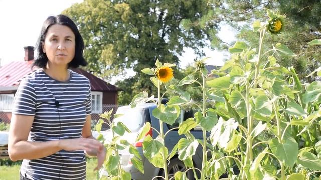 Грядки без вспашки — это возможно? смотреть онлайн