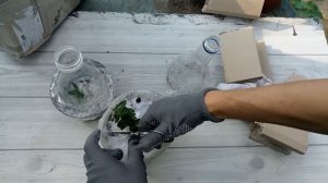Олива европейская, или Оливковое дерево. Получила посылку с саженцами. Распаковка