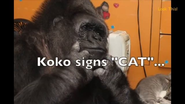 Коко - удивительная горилла, которая умела говорить! смотреть онлайн
