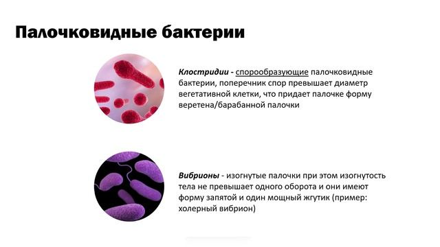 Основные формы бактерий