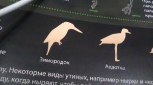 топ-10 самых маленьких птиц в мире!