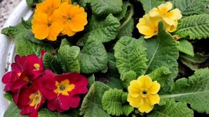 How to grow and care prim roses/Primula plants