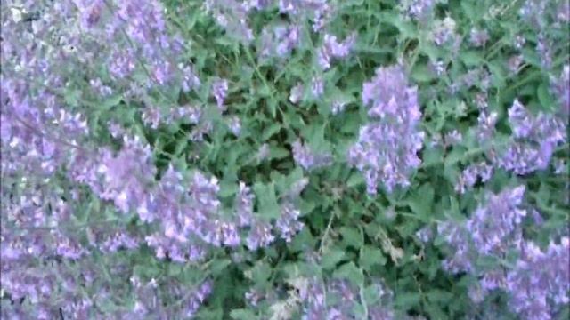 "Lavandula Angustifolia" Blue Cushion (Early June 2018) смотреть онлайн