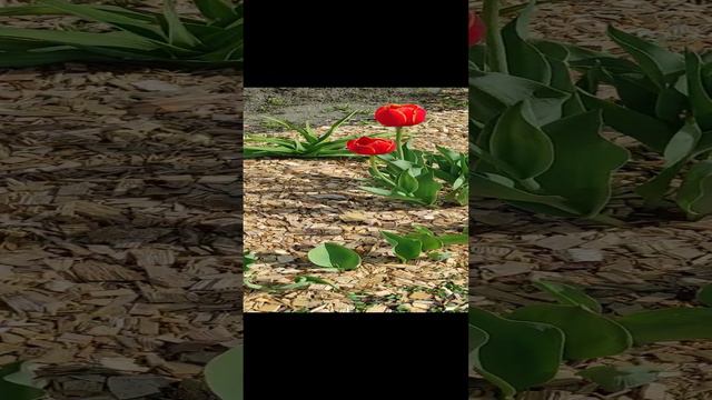 Жёлтые тюльпаны🌷🌷🌷 #shorts #shortvideo #цветы #тюльпаны #дача #дачасадогород