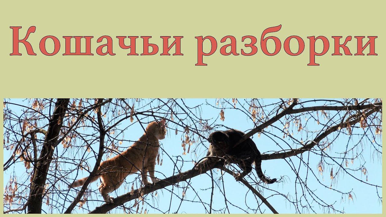 Кошачьи разборки