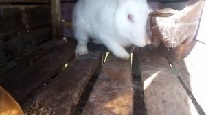 УЛИЧНОЕ содержание КРОЛИКОВ в ДЕРЕВЯННЫХ клетках/