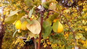 Как хеномелес ( айва японская ) отличается от айвы обыкновенной