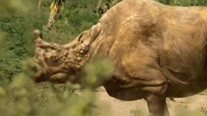 Бронтотерий ( Прогулки с чудовищами )