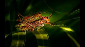 В. Шаинский, Песенка про кузнечика