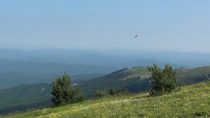 Грифы и сипы в горах Крыма, 1.7.22