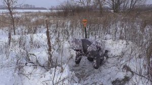 Охота на лису с норными собаками. Трудовой Лисовин!!!!! Hunting with burrowing dogs. Labor fox!!!!!