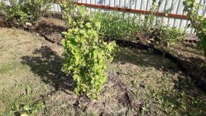 03.06.18 Малина-клен.Каштан.Спиреи. часть 2