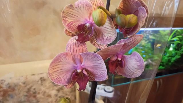 Орхомания/Мои новые орхидеи смотреть онлайн