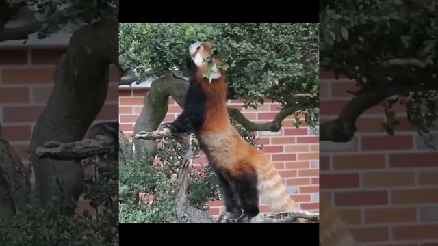 Красная панда - забавный зверь! #животные #краснаяпанда #redpanda