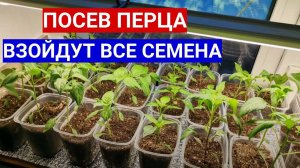 ПОСЕВ ПЕРЦА - ВЗОЙДЕТ КАЖДОЕ СЕМЕЧКО! ЗАМАЧИВАНИЕ СЕМЯН ПЕРЦА ПЕРЕД ПОСЕВОМ!