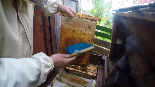 Медосбор 2018 смотреть онлайн