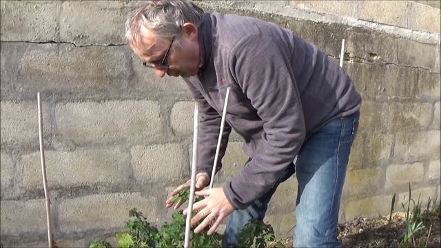 Jardin: Taille et entretien Malva alcea fastigiata (mauve): Plante vivace смотреть онлайн