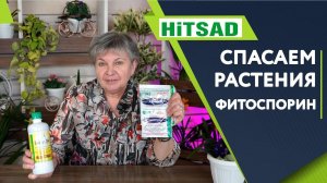 ЛУЧШЕЕ СРЕДСТВО  против грибковых заболеваний Фитоспорин М  ✔️ Советы От Хитсад ТВ