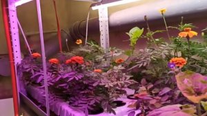 цветы на гидропонике.