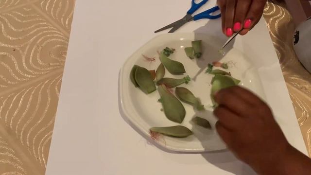 Propagation of succulents (sedum golden glow) смотреть онлайн