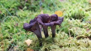 Вороночник рожковидный (Craterellus cornucopioides). Как выглядит гриб на месте произрастания.