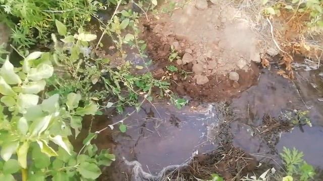 Как избавиться от колорадских жуков, личинок? смотреть онлайн