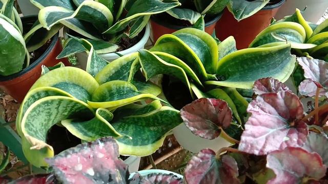 Sansevieria Tornado, known as snake plant star, compact hybrid plants - Ornamental plants смотреть онлайн