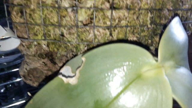 Фаленопсис Gigantea новое растение часть1 смотреть онлайн