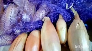 Лук ШАЛОТ БАНАНОВЫЙ ГИГАНТ золотистый