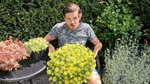Pollinator-friendly Plant of the Year 2019: Sedum Atlantis