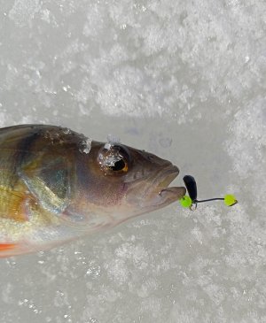 Костромские разливы  08.02 2024