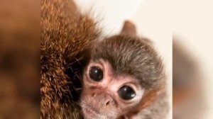 Милейшие детки животных?Маленькие обезьянки Новая видео про зверушек? ? Выпуск № 20