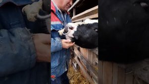 .Полуторагодовалые бычки#телячьи нежности#