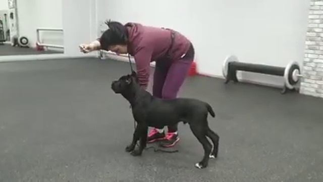Щенок кане корсо на занятие по хендлингу!
