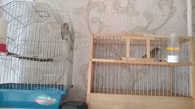 Обучение молодых кенаров пению смотреть онлайн