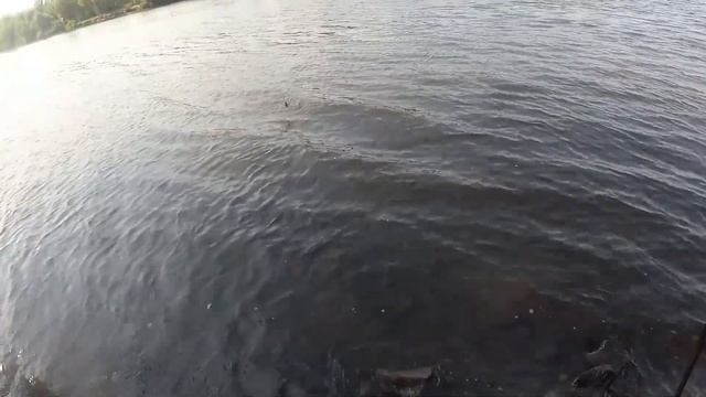 Четко покормил, классно половил)! Ловля леща на Десне, в сентябре. Рыбалка на фидер. смотреть онлайн