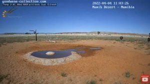 Страусы и страусята в пустыне Намиб