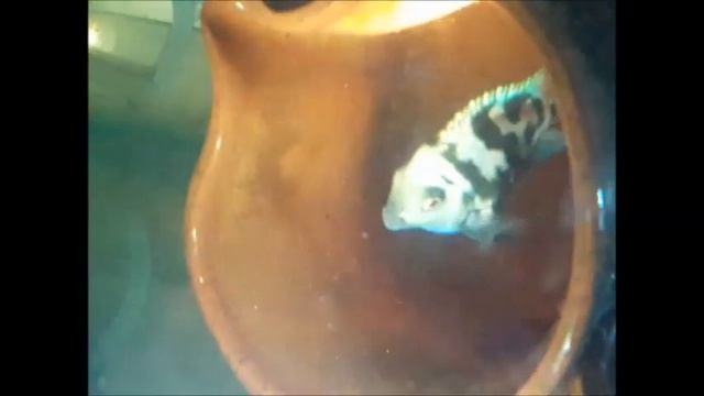 Полное видео Разведение Попугаев рыбок смотреть онлайн