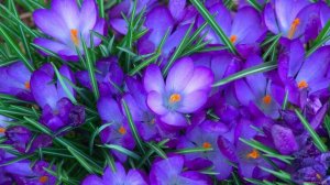 Анатолий Никитин - Кăвак çеçпĕл Подснежник